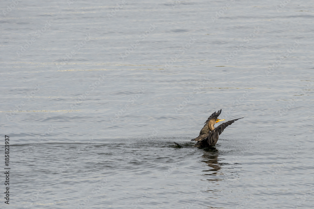 Fototapeta premium Double-crested Cormorant stretching its wings