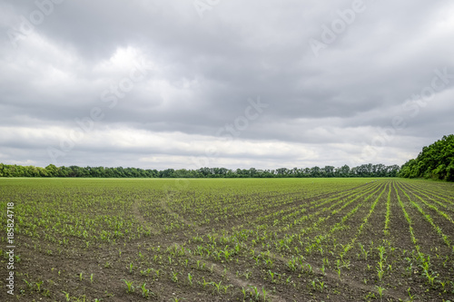 Cornfield. Small corn sprouts, field landscape. Cloudy sky and stalks of corn on the field