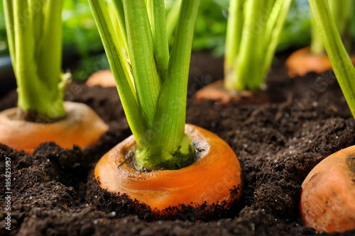 Carrots growing in soil, closeup