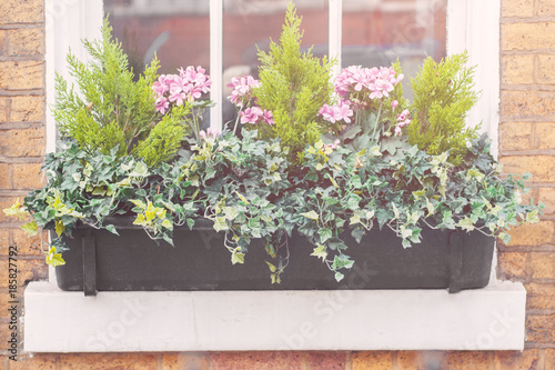 Fototapeta Naklejka Na Ścianę i Meble -  Plants in pots on a window sill