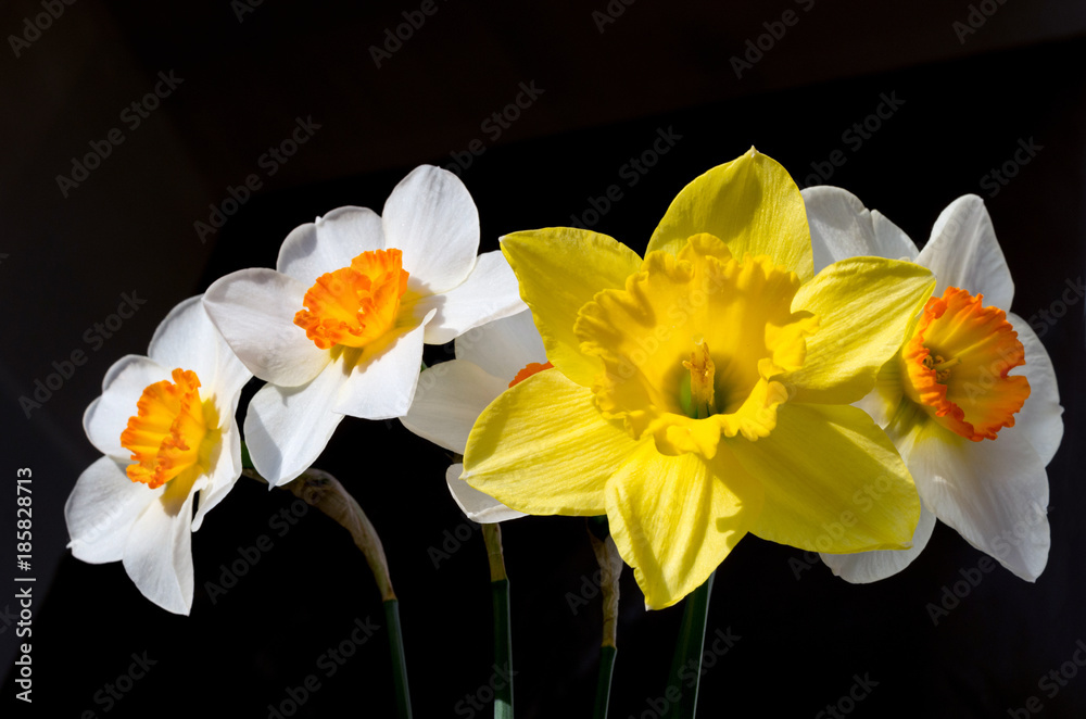 Fototapeta premium A bouquet of daffodils isolated on a black background.