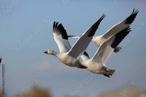 Snow geese Bosque del Apache, New Mexico USA photo