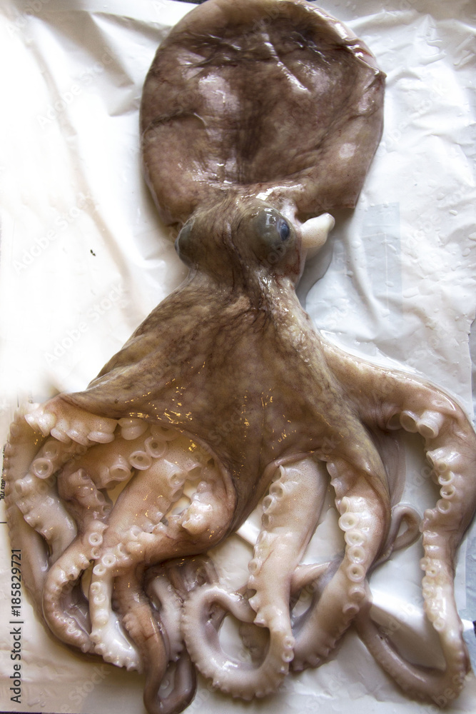 Raw octopus Raw octopus