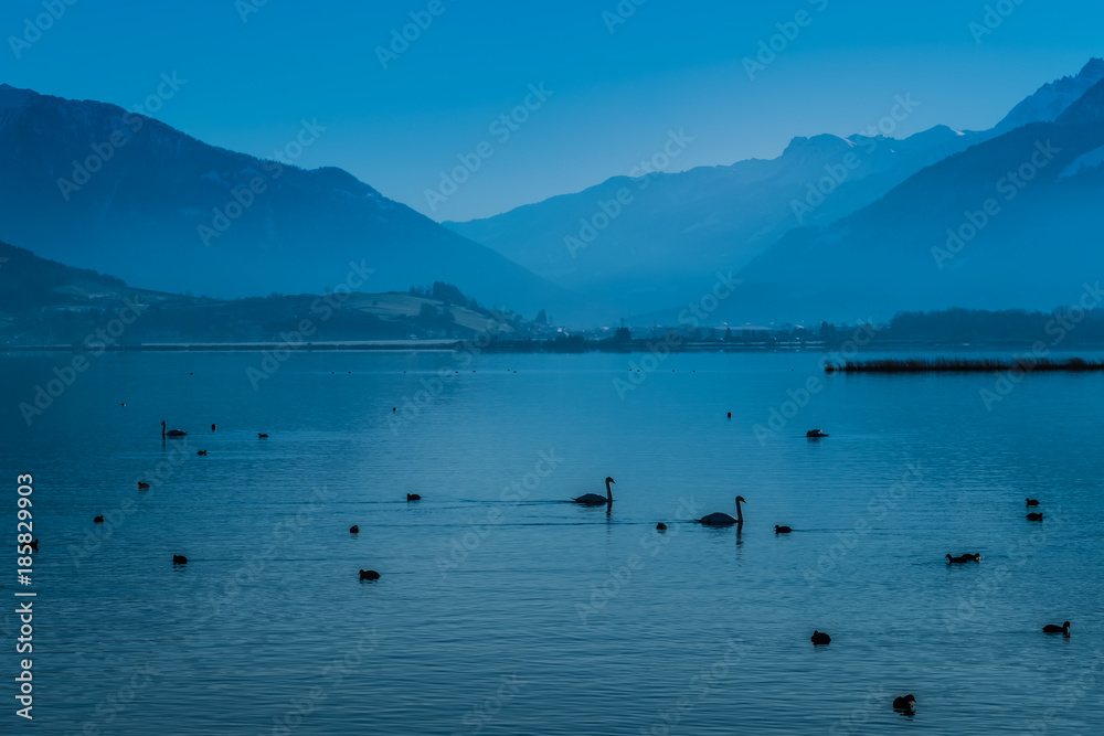 Varied birdlife on the waters of the upper Zurich Lake in the winter, Swizterland Varied birdlife on the waters of the upper Zurich Lake in the winter, Swizterland