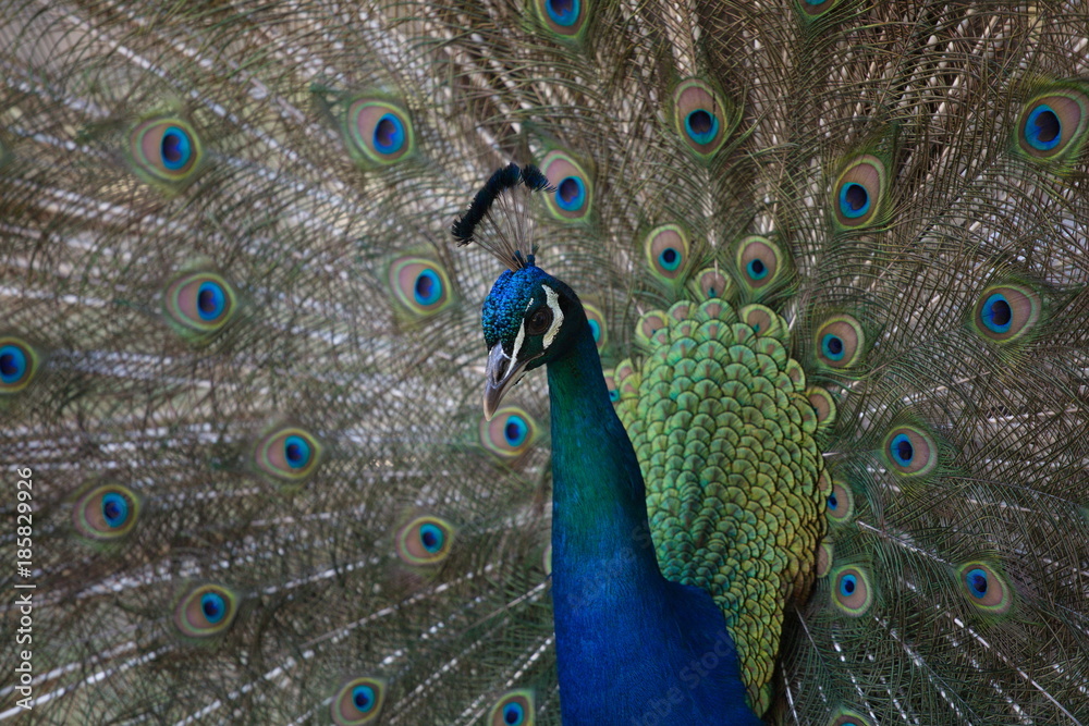 Obraz premium peacock, peacock tail feathers