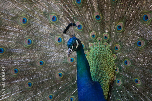 peacock, peacock tail feathers