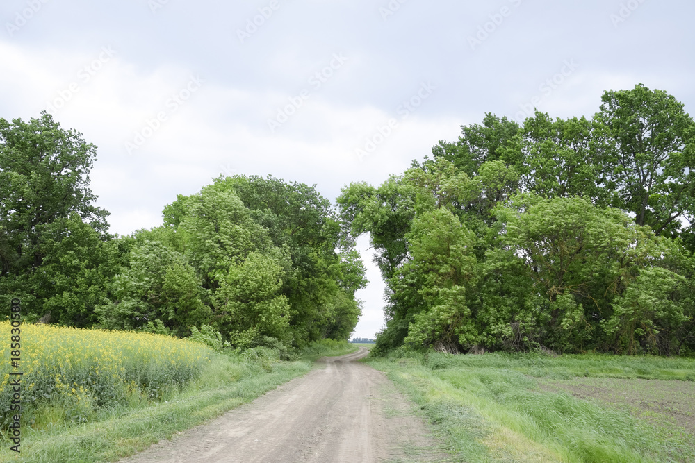 Road to the field. The road passing between the trees. Way through the forest. Symbol of life