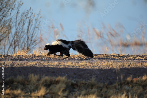 Skunk (Mephitis mephitis) New Mexico