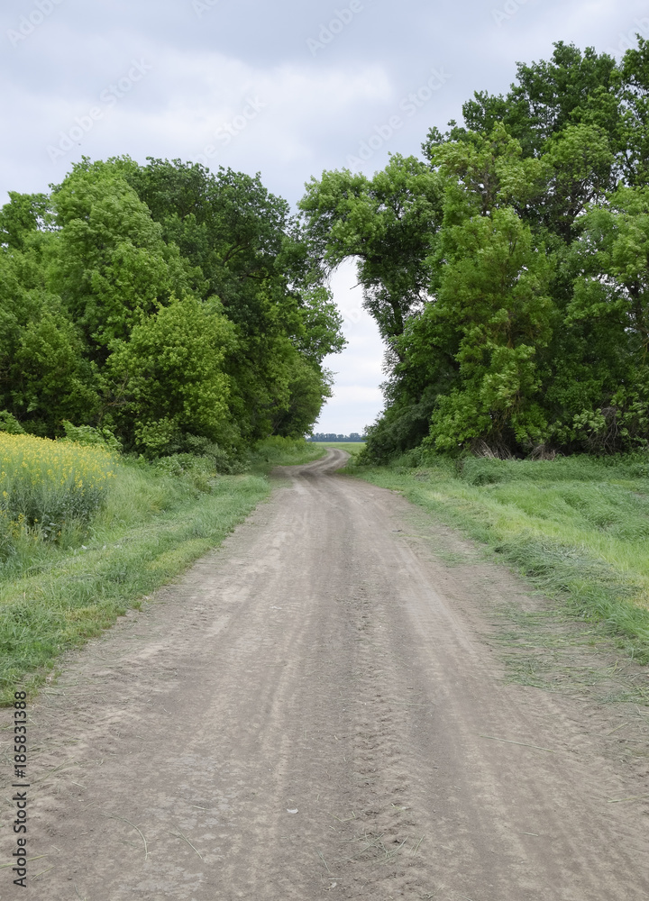 Road to the field. The road passing between the trees. Way through the forest. Symbol of life. Road to the field. The road passing between the trees. Way through the forest. Symbol of life.