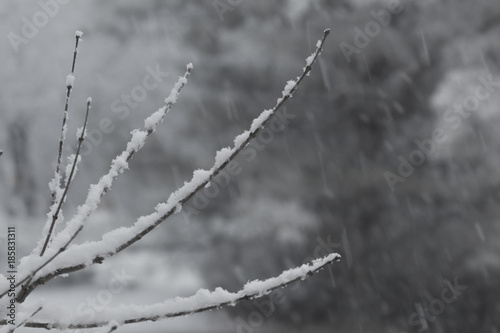 Snow delicately settled on thin twigs, background soft, horizontal aspect