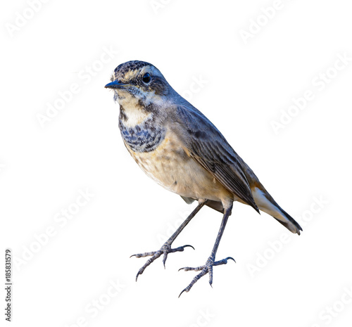 Bluethroat or Luscinia svecica, beautiful colorful bird isolated standing  with white background and clipping path, Thailand. © Narupon