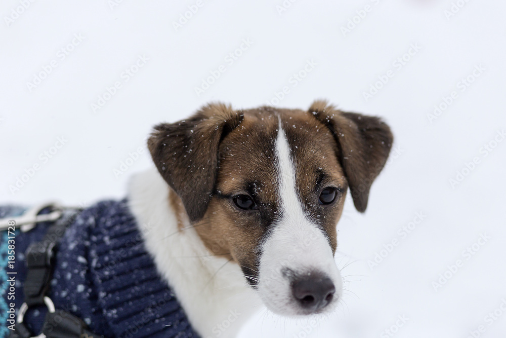 Jack Russell clothing on the street in winter Jack Russell clothing on the street in winter