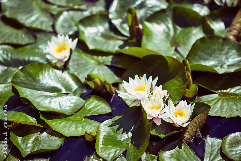A beautiful waterlily or lotus flower in pond A beautiful waterlily or lotus flower in pond