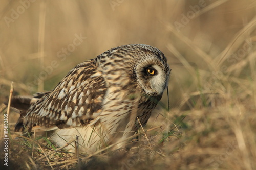 short-eared owl (Asio flammeus) Cuxhaven Germany