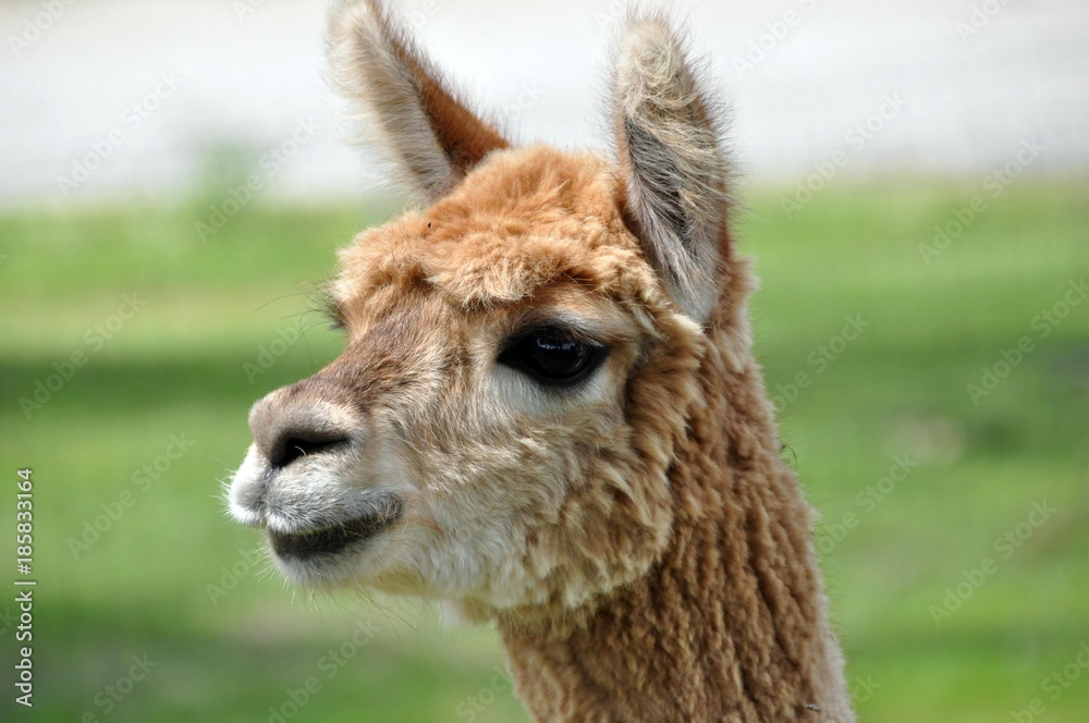 Obraz premium Alpaca