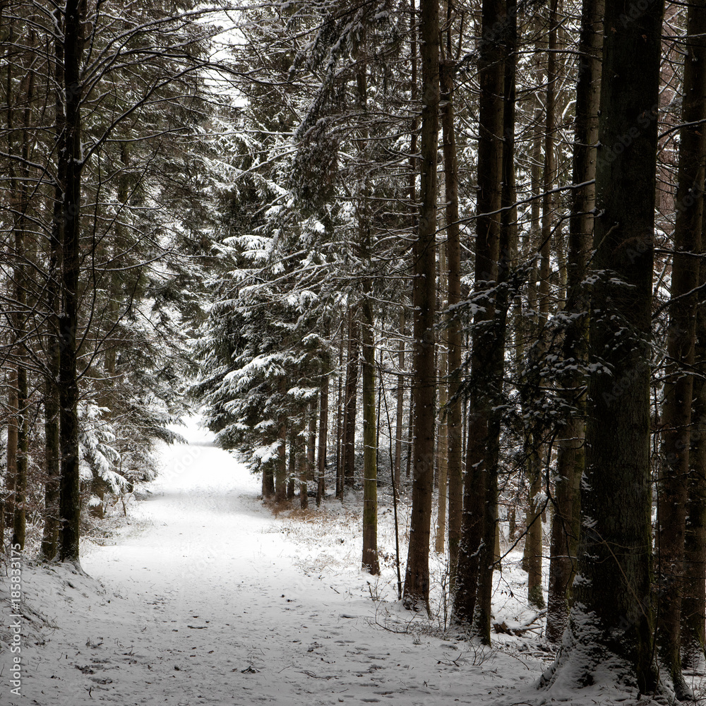 snowy path in the forest snowy path in the forest