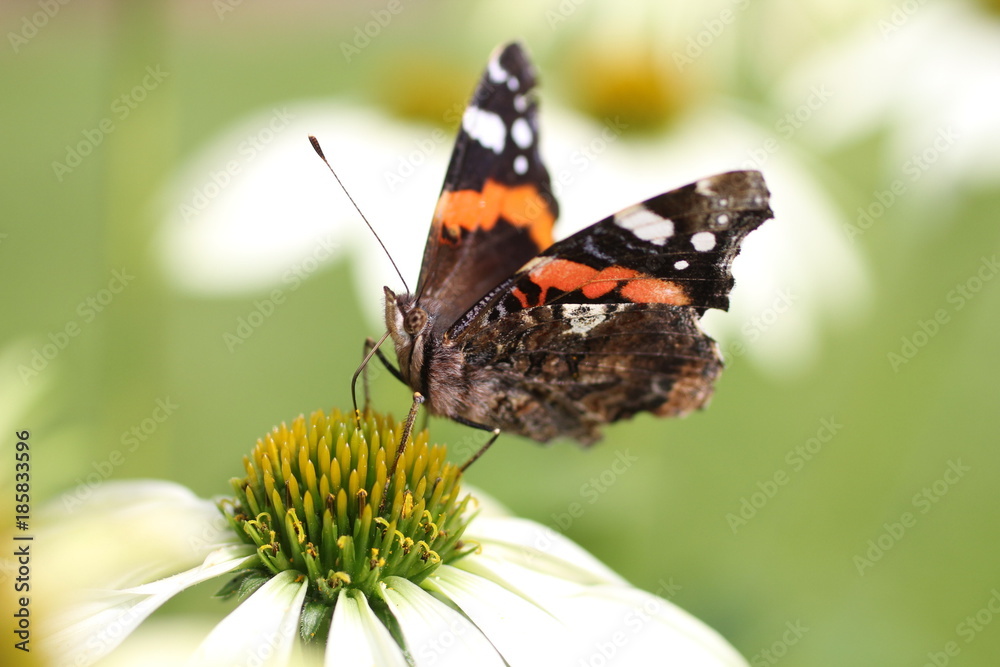 Schmetterling auf dem Fingerhut Schmetterling auf dem Fingerhut