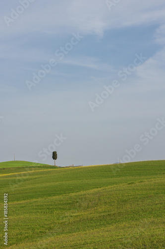 Lonely tree on a hill in Italy