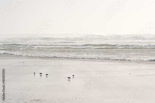oiseaux huitriers 