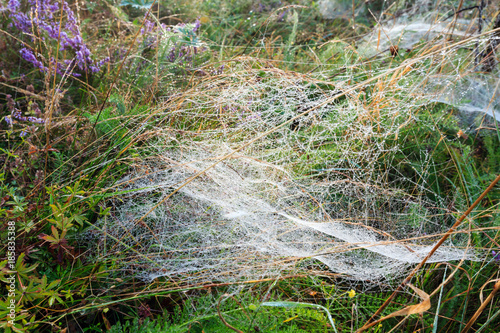 Misty morning dew on mountain meadow