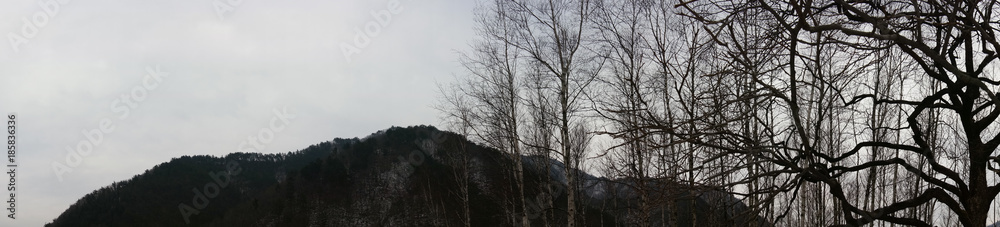 Birch trees in South Korea in winter 1 Birch trees in South Korea in winter 1