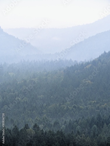 Fairy daybreak in silent landscape.The thick fog is swinging between hill sides and strip over trees