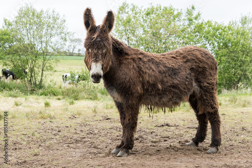 baudet du poitou