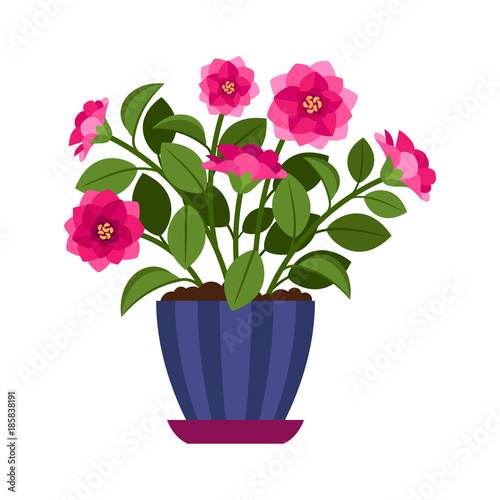 Camellia house plant in flower pot
