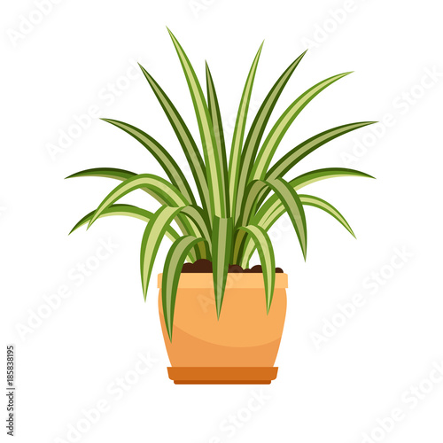 Chlorophytum house plant in flower pot
