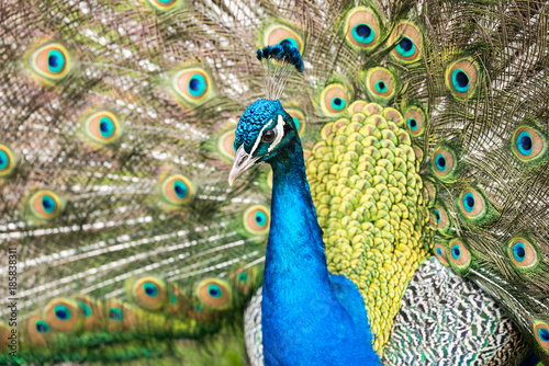 Paon Qui Fait La Roue Parade Nuptiale Stock Photo Adobe Stock
