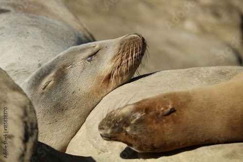 California Sea Lion close up in LaJolla California