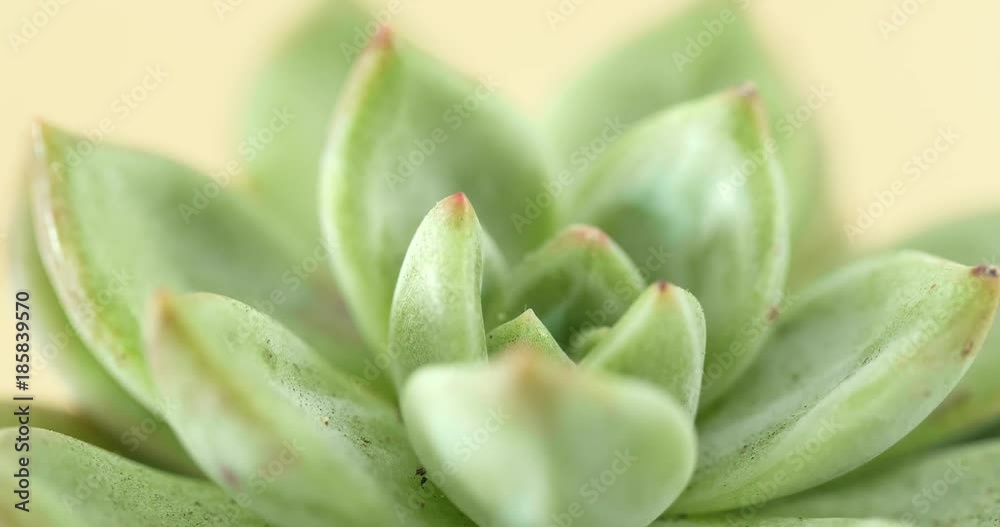 Natural background Cactus succulent plant Natural background Cactus succulent plant