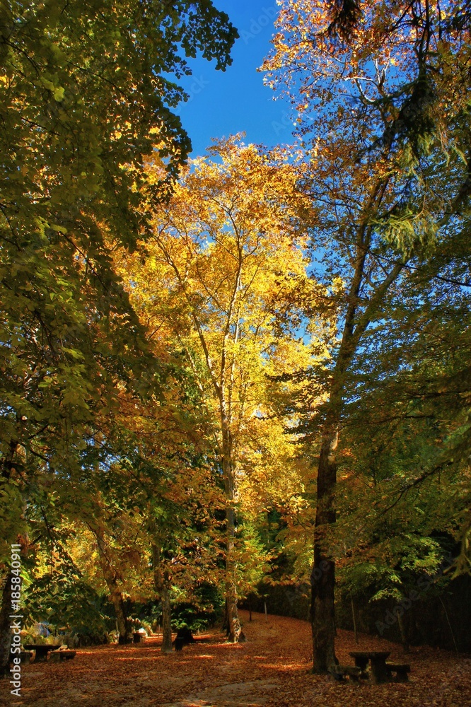 Autumn in the park... Autumn in the park...