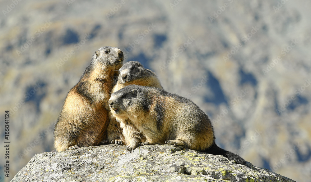 drei Murmeltiere auf einem Stein - marmots