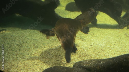 close up of a platypus searching for food photo