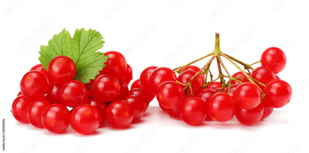 Red berries of Viburnum (arrow wood) with green leaf isolated on white background Red berries of Viburnum (arrow wood) with green leaf isolated on white background