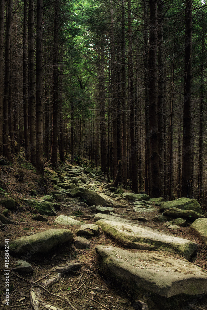 Obraz premium North scandinavian pine forest with path and stones, Sweden natural travel outdoors background
