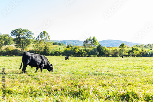 Black cows grazing on pasture in Virginia farms countryside meadow field with green grass