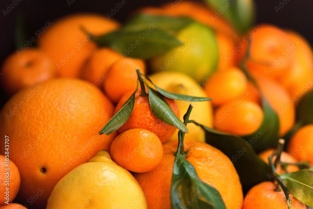 Close-up of various citrus fruits Close-up of various citrus fruits