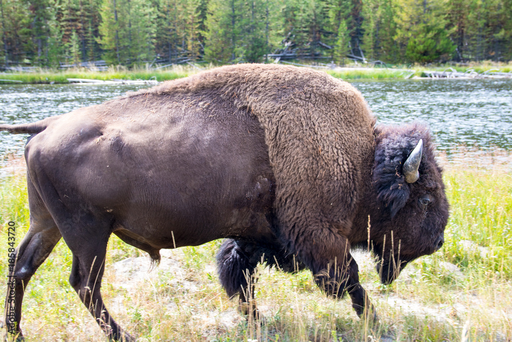 Yellowstone National Park UNESCO World Heritage geysers this must-see during your vacation in America mustsee