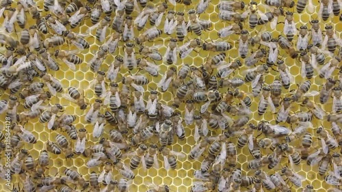 Daily chores bees in a beehive in the summer.
Bee team work cohesively and productively.
 photo