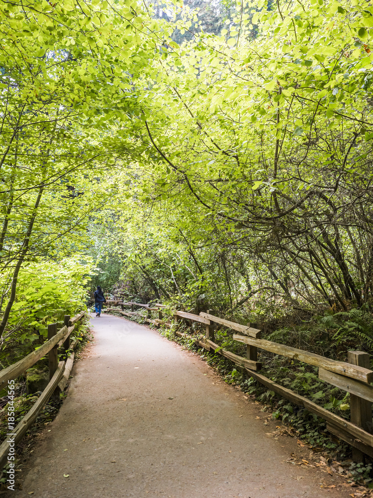 Muir Woods Redwoods Forest - Starburst, San Francisco, SF, California, CA, USA