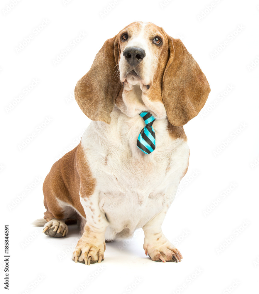 Basset hound with blue tie