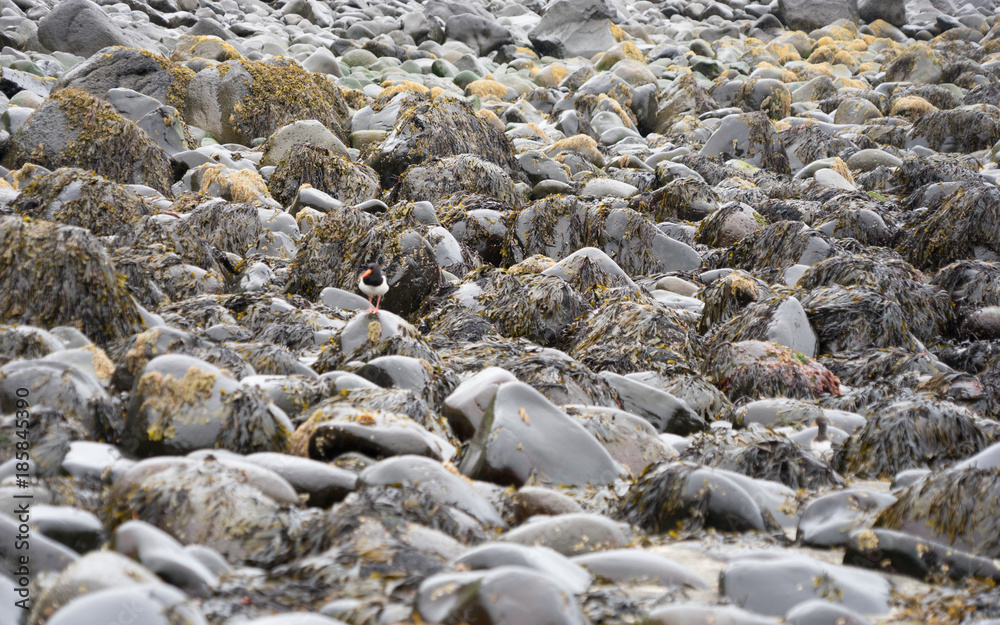 Küsten-Landschaft: einsame Bucht / Sandstrand mit Felsen und Watvögeln in den Westfjorden, Island