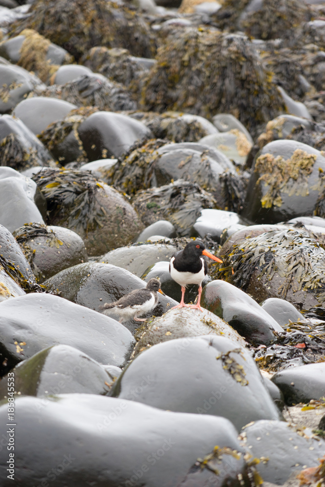 Austernfischer mit Nachwuchs in Fels-Landschaft an einsamer Bucht in den Westfjorden, Island Austernfischer mit Nachwuchs in Fels-Landschaft an einsamer Bucht in den Westfjorden, Island