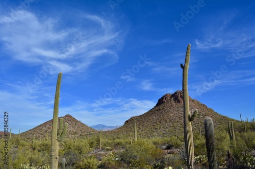 Tucson Mountains Saguaro National Park Arizona