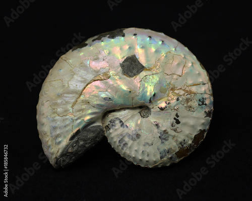 Iridiscent heteromorph ammonite Discoscaphites conradi (6,7 centimetres) from the Maastrichtian of South Dakota (USA) photo