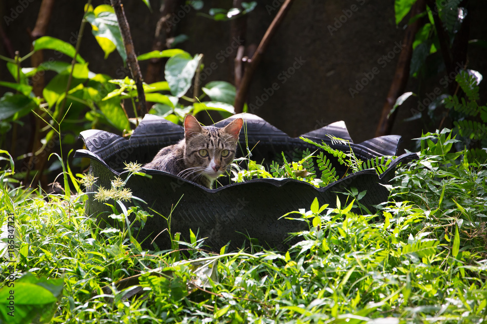 a cute cat lying in flowerpot made from tire in the park a cute cat lying in flowerpot made from tire in the park