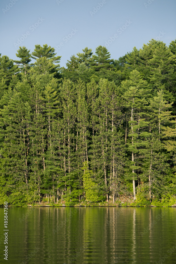 Obraz premium Trees by the lake