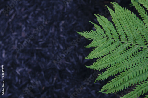 Fern on a black background